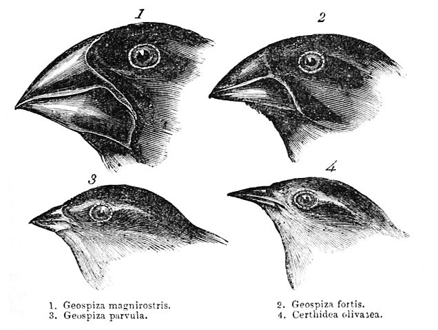 Darwin's finches - an example for the uniqueness of species communities on islands.